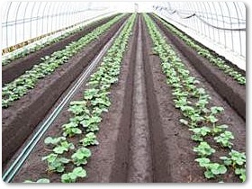 いちご紹介-01 いちご紹介-01