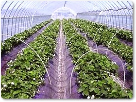 いちご紹介-03 いちご紹介-03