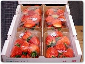 いちご紹介-07 いちご紹介-07
