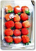 いちご紹介-08 いちご紹介-08