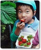 いちご紹介-10 いちご紹介-10