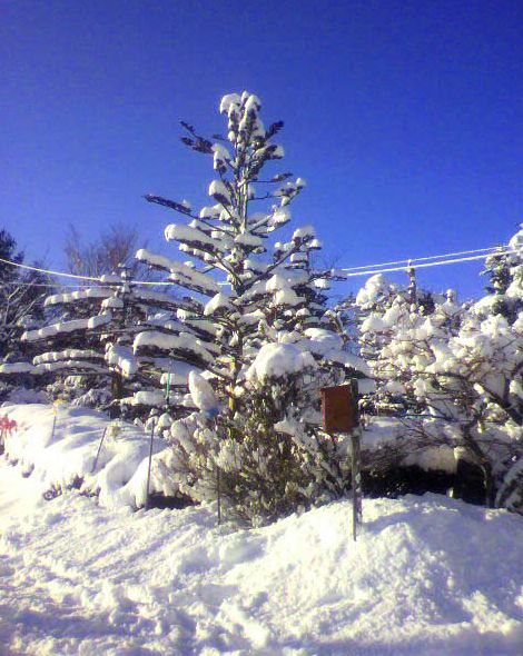 雪