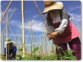 豆類紹介-05 豆類紹介-05
