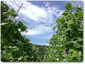 豆類紹介-06 豆類紹介-06