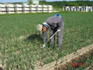 エコみらいたまねぎ除草作業 エコみらいたまねぎ除草作業