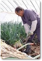 越冬ねぎ紹介-04 越冬ねぎ紹介-04