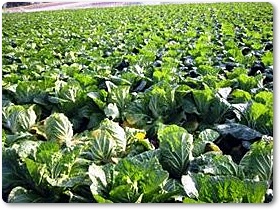 白菜紹介-01 白菜紹介-01