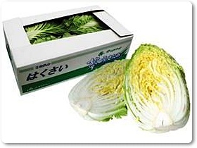白菜紹介-02 白菜紹介-02