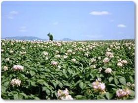 じゃがいも紹介-07 じゃがいも紹介-07