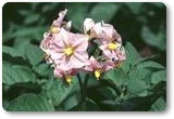 男爵の花