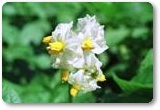 とうやの花 とうやの花