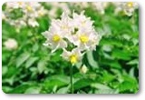 トヨシロ、きたひめの花