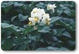 さやかの花
