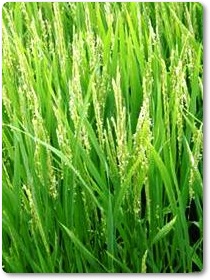 水稲紹介-10 水稲紹介-10