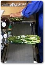 ほうれん草紹介-02 ほうれん草紹介-02