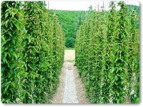長芋紹介-02 長芋紹介-02