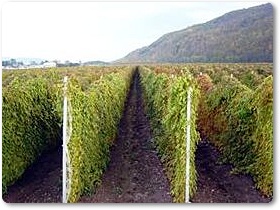 長芋紹介-03 長芋紹介-03
