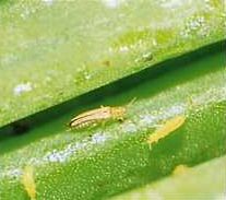 減農薬栽培 虫 減農薬栽培 虫