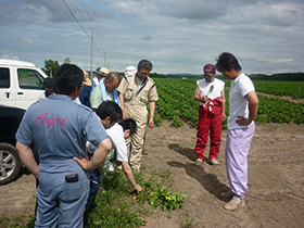 馬鈴薯減農薬研究部会 取組み1 馬鈴薯減農薬研究部会 取組み1