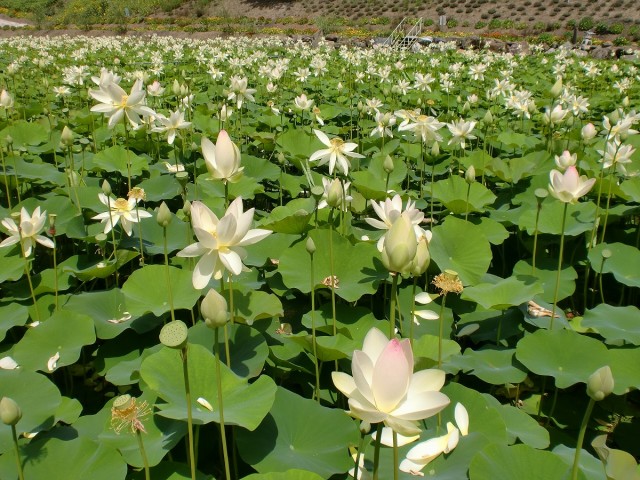 ハスの池