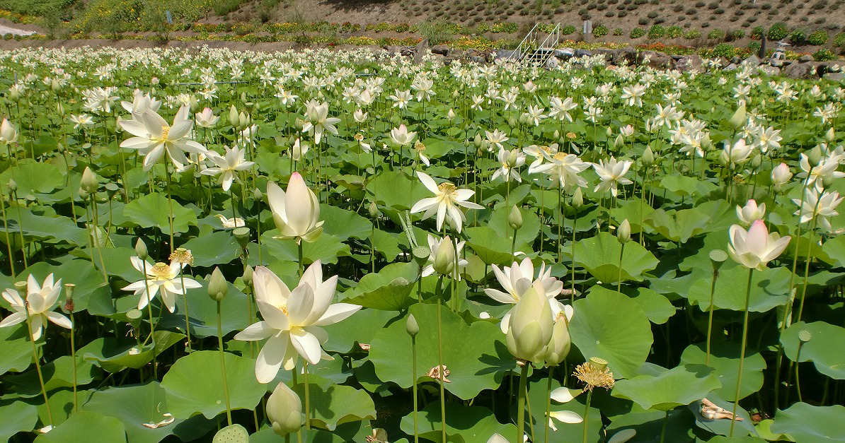 北見市にある “日本最北のハスの池” が見頃です