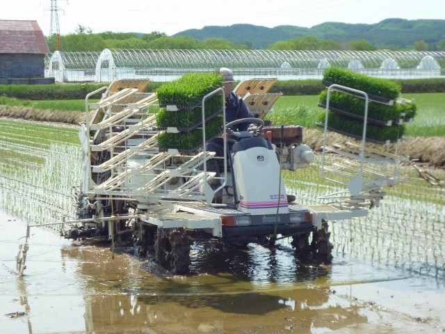 田植えの様子