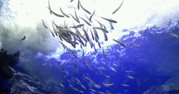 “日本一” と “世界初” がある「おんねゆ温泉 山の水族館」をご紹介