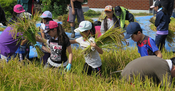 【食農教育活動】相内小学校で稲刈り体験を行いました！