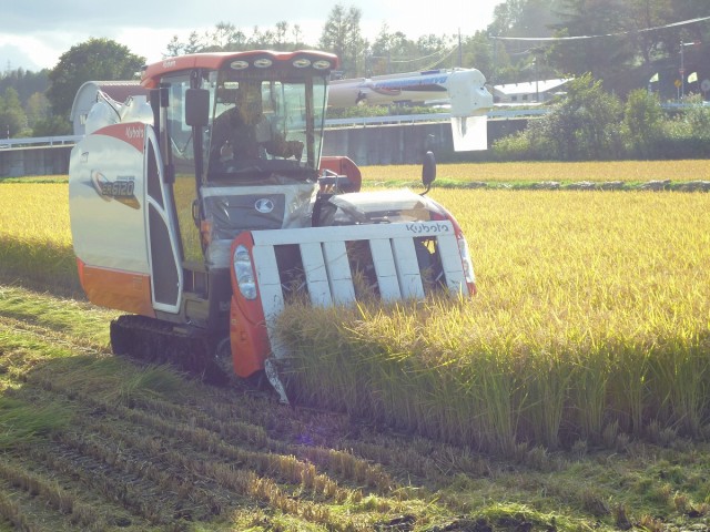 水稲の収穫風景