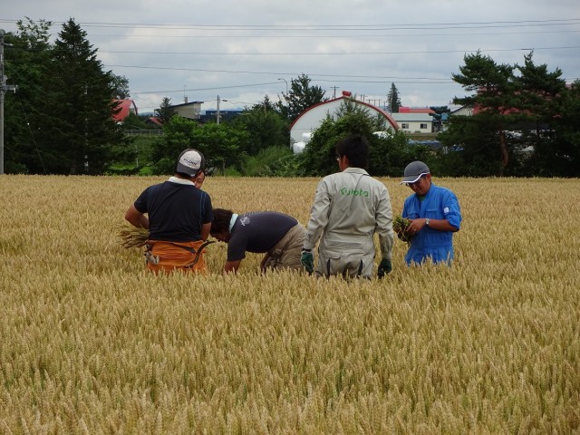 畑作専門部の調査活動 小麦