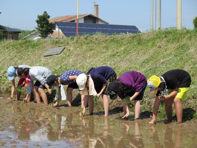 田植えの体験学習