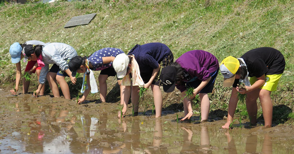 【食農教育活動】今年も東相内小学校で田植えの体験学習を行いました