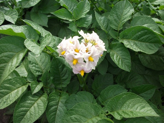 男爵の花