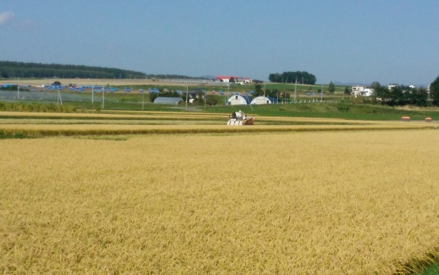 もち米の収穫風景