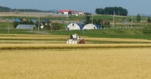 もち米の収穫風景