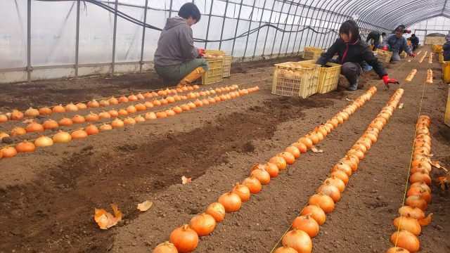 職員による植え付けの様子