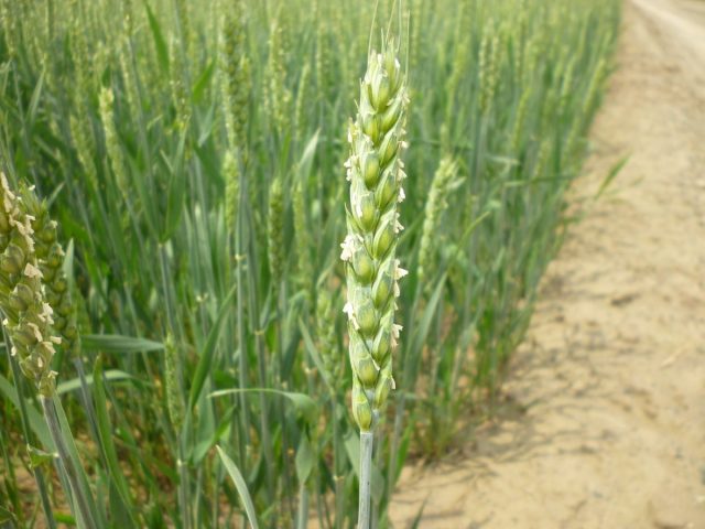 小麦の花 見たことがありますか Jaきたみらい