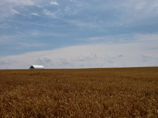 小麦畑の様子