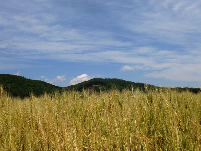 大麦の様子
