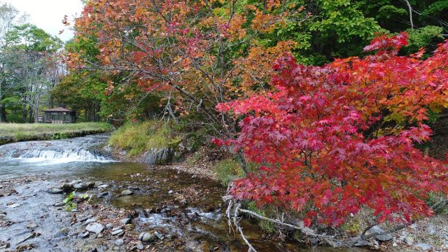 紅葉の色づき