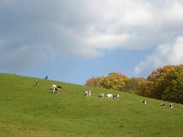 放牧風景