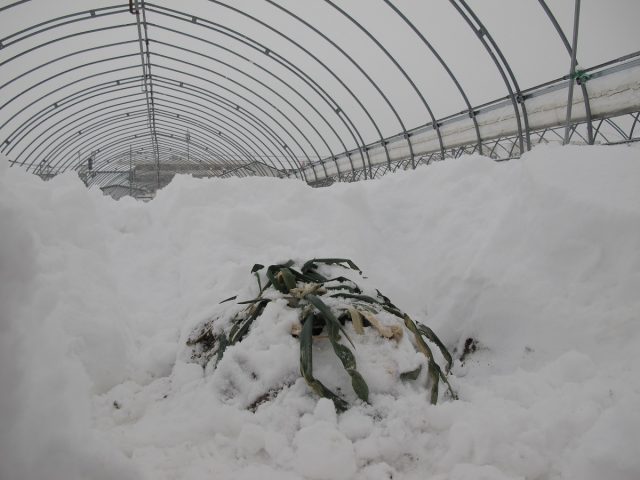 雪に埋もれている越冬ネギ