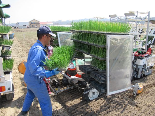 玉ねぎの植え付け作業2