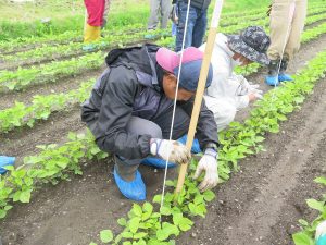 圃場の生育調査2