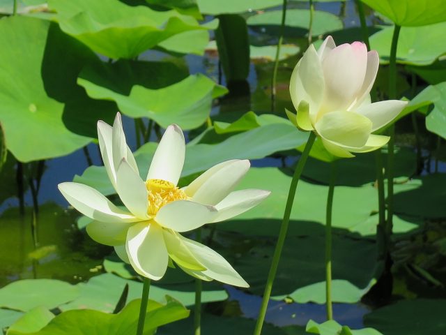 ハスの花