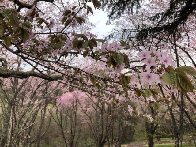 金刀比羅桜公園の桜