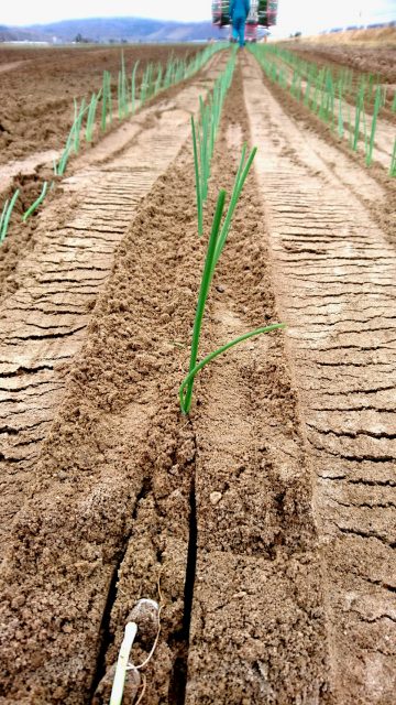 移植後の様子5月24日1