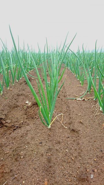 移植後の様子6月5日1