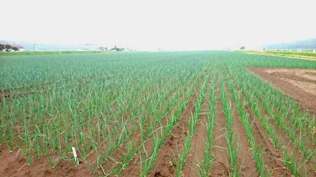 移植後の様子6月5日2