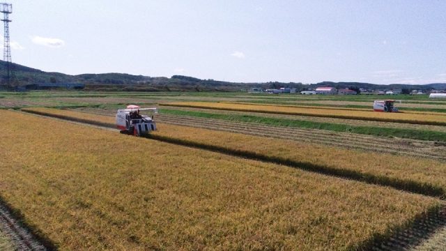 水稲収穫の様子1